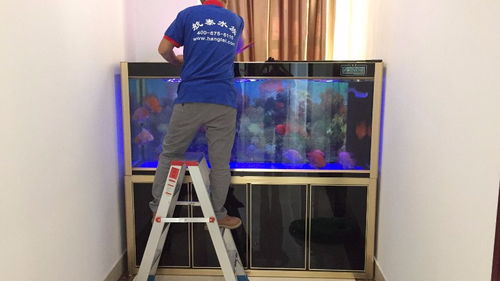 深圳羅湖區(qū)魚(yú)缸護(hù)理與寵物相關(guān)服務(wù)指南 從專業(yè)護(hù)理到安心搬家